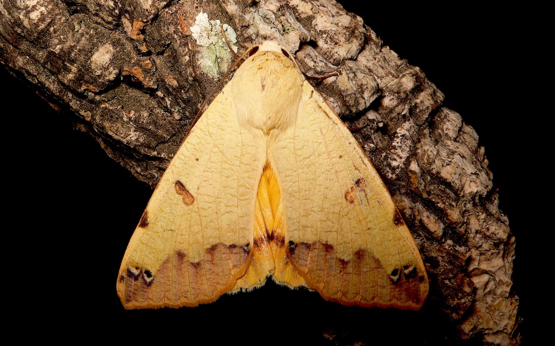 Ophiusa tirhaca (Cramer, 1773) - Erebidae